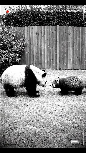 Panda vs Red Panda – A Cute Yet Fierce Fight