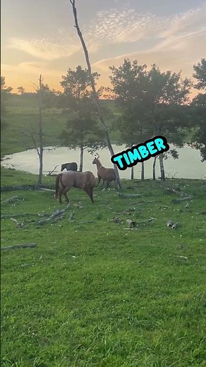i LiTeRaLLy YeLLeD TiMbEr 🪾😰