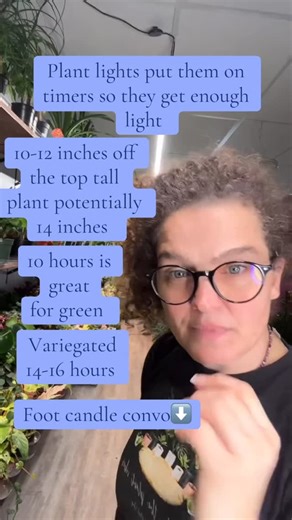 The Rooted Plant Shop on Instagram: "Light is one of the most important factors in keeping your plants healthy, and understanding how much light your space truly offers can make all the difference. We measure brightness in foot-candles (fc) a simple way to gauge how much light actually reaches your plant’s leaves. Different plants need different amounts, and knowing where to place them based on light direction and strength will help them thrive instead of struggle. ✨ Low Light (50–250 foot-candl