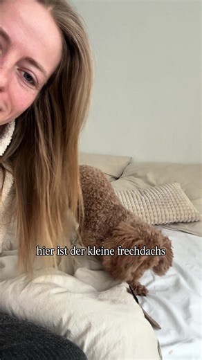 Life with a Toy Poodle: A Day in the Life