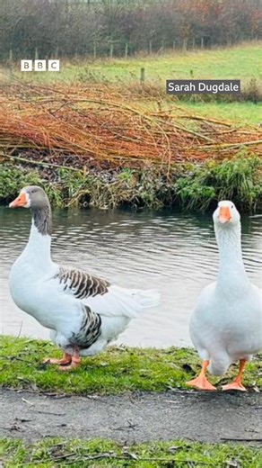 RIP George and Mildred 💔 These geese have died after being hit by a car in Bourton-on-the-Water - with many residents devastated over the loss. There's now a donation page for their cremation - and a memorial - which has already raised more than £3,000. | BBC Gloucestershire