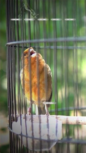 CANARY SONG #CANARY #KENARI #SHORTS 3