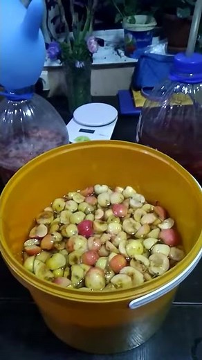 Яблочный сидр в домашних условиях