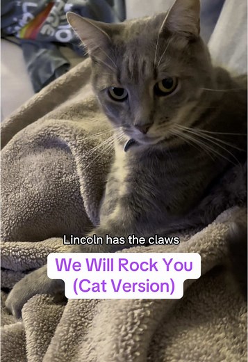 We Will Rock You: Cat Version Parody That Amuses