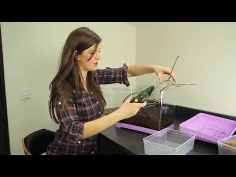 "How-to" build a praying mantis terrarium (house/cage)