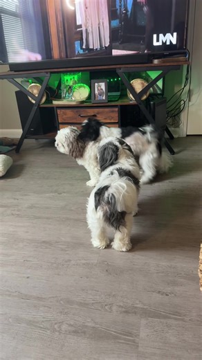 jakee.frankee.jt (@jakee.frankee.jt)’s videos with original sound - jakee.frankee.jt