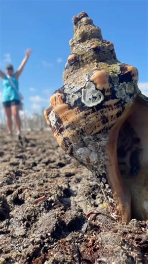 Taking home the Horse Conch is always rewarding. This Shell is one of the most sought after shells in the State of Florida . They can grow up to 24 inches in length that we know of for sure . These shells are very think with knobbed whorls that forms a pointed spire about half the total shell length. They have a whitish spire and are often covered with brown , flaky periostracum ( skin ). Beach worn adult Shells are white with a glossy tan interior .Living horse conchs have an orange -red body a