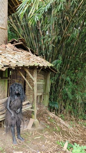 Now many people's pets are lost because of this👹