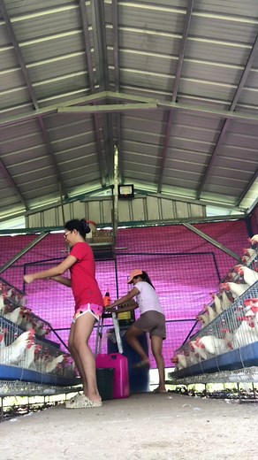 #poultry#poultryfarming#backyardpoultryfarming#fyp #fypシ゚viral