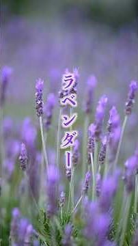 ラベンダー #花 #flowers #植物 #自然＃長居植物園＃花言葉#lavender #flowers ＃ラベンダー＃桑田佳祐