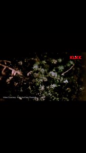 When Satyajit Ray Documented Sikkim | A Timeless Visual Journey Sikkim, captured through the masterful lens of legendary filmmaker Satyajit Ray, unfolds as a poetic visual journey into the land, its people, culture, and timeless landscapes. Originally directed by Satyajit Ray, this documentary presents Sikkim in its raw, authentic form—long before modern tourism reshaped the region. Ray’s distinctive storytelling style transforms the hills, monasteries, and everyday life of Sikkim into a cinemat