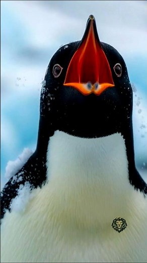 Amazing Life of Penguins 🐧 | Incredible Facts About Penguins in the Wild