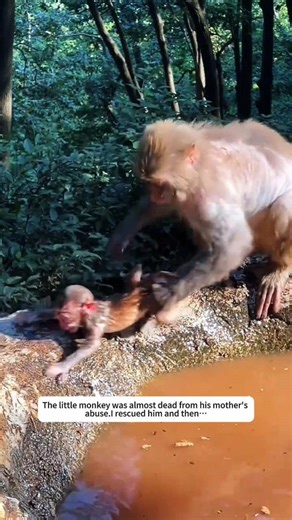 The little monkey was almost dead from his mother's abuse.I rescued him and then… #animal #animals #monkey #save #rescue #loveanimal #lovestory #animalrescue #cuteanimals #fyp #foryou #foryoupage❤️❤️ #animalstiktok #usaus