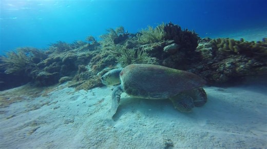 Explore Turtle Time: Scuba Diving in Cozumel, Mexico