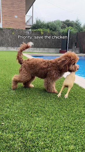 Cavapoo Puppy Enjoys Summer Swim at the Pool