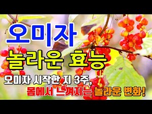 오미자의 놀라운 효능 8가지 & 부작용 / 오미자, 이것만 먹어도 건강이 달라집니다!