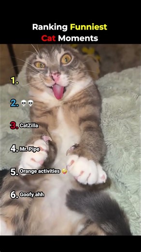 Ranking Funniest Cat Moments 😂