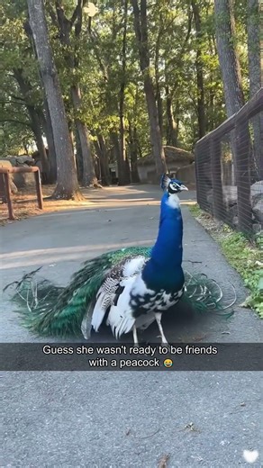 Funny peacocks 🦚😂 #foryou #funny #animals #peacock