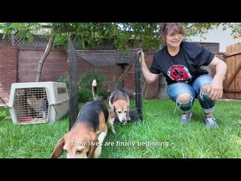 Beagles Rescued From Animal Testing Touch Grass For the First Time | Beagle Freedom Project
