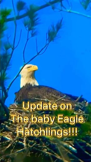 Update on Bald Eagle Hatchlings! #eagle #nature #shorts #wildlife