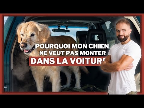 Why doesn't my dog ​​want to get in the car?