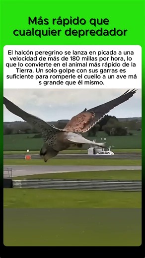Más rápido que cualquier depredador