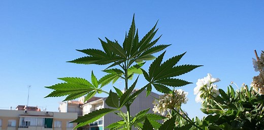 Les effets attendus d’une légalisation des drogues en France