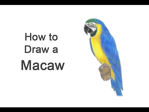 How to Draw a Macaw (Blue-And-Yellow)