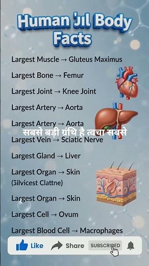 🦴 Largest Body Parts in Human Body | Biggest Organs, Bones & Muscles Explained | Human Anatomy