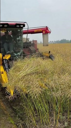 Rapeseed Combine Harvester Field Operation Process