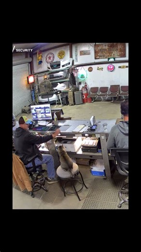 Buster has his own chair at the office. Sometimes we move it out of the way but he lets us know when to put it back. 😺🐾🐾 #catdad #cats #catslovers | Buster and brothers
