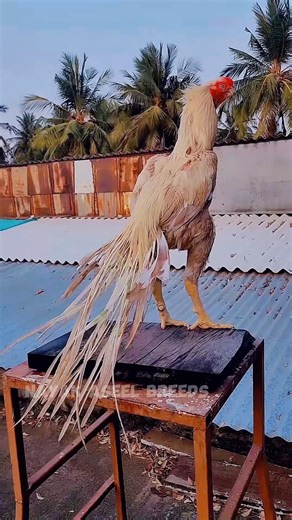 Parrot Beak Fan Tail Aseel #shorts #rooster #viral