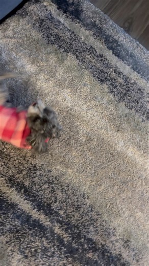 Look how smart my Pooky is | Rebecca Engle