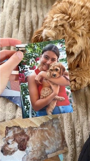 Dein Zeichen, die Welpenzeit analog festzuhalten!🧸💛🐾 #cockerpoo #puppy #welpenzeit