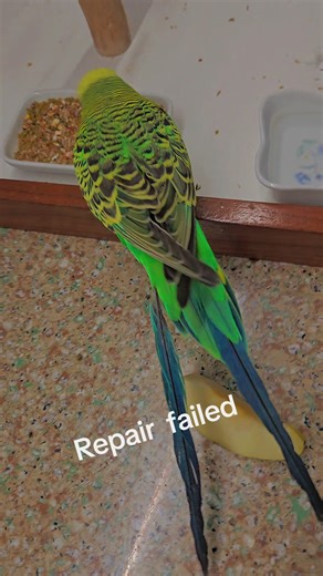 Charlie.exe System Error and Repairs Explained