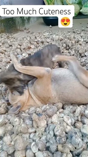 Cute Fight 😍#cute #viral #dog #shorts #youtubeshorts