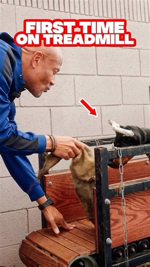 European Doberman Stud on Instagram: "On our next episode!"