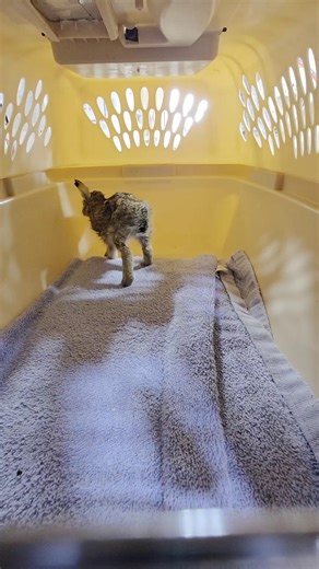 This Jack the Rabbit waits his turn to be seen on his initial intake exam today. Little Jack was knicked by a weed eater, but is walking off his flesh wound like a champ! | All Things Wild Rehabilitation, Inc.