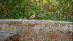 House sparrow. Its other name Passer domesticus and Indian House sparrow. This is a bird of the sparrow family Passeridae, found in most parts of the world. 4k video.