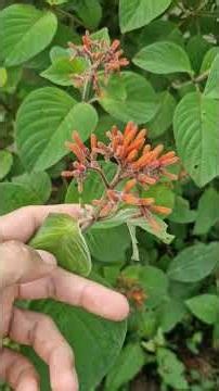 Seguro que no conocías la importancia de este arbusto de hermosas flores naranjas...