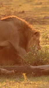DETERMINATION ON THE FACES OF THESE 2 BROTHERS @maratabaluxurylodges - keep an eye out for updates These boys were on a mission moving their territory further east - let's see if their challenge is accepted... For more wildlife and Safari updates follow - @ffwildlife_photography #wildlife #wildlifevideos #WildlifeOnEarth #NaturePerfection #naturevideo #naturephotography #animalphotography #bestnatureshot #outdoors #lion #Safari #africansafaris #maratabaluxurylodges #reels #safariexperience | Fra