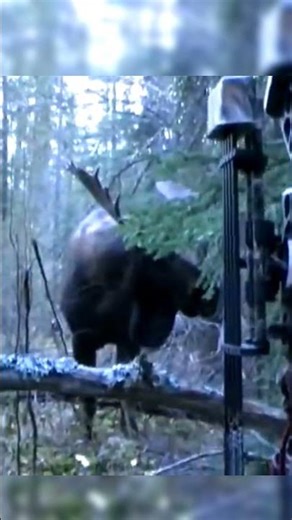 kill a father of mooses withmy bow in Four meter distance very colser #hunting #moose #deer #chase