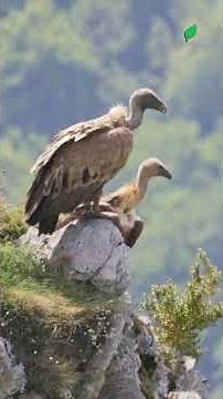 NATURE'S CLEAN-UP CREW: Why the Griffon Vulture is Essential! 💀