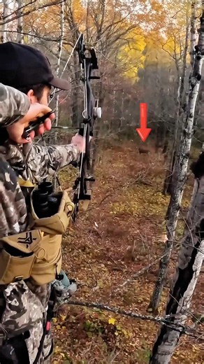 Royal Tree Stand Hunt | Perfect Archery Shot on a Massive Deer#wildlife #deerhunting #arrow