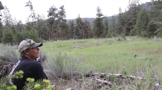 Wild sound of mountain lion scream.