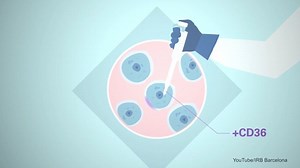 Fatty acid receptor CD36 plays a vital role in tumours spreading