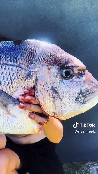 Back out on Friday 🤟 #rod #saltist #fishing #fishinggear #life #pinksnapper #boldy #fish @BCF Boating, Camping, Fishing @Z-Man Fishing Products @Hot Tackle