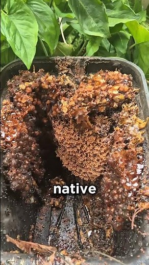 Why This Hive Looks Like It Was Made by Aliens! 🤯