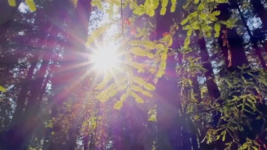 'Giants Rising,' a documentary on the wonders of redwoods that includes on-screen insights from University of California, Irvine psychology Associate Professor Paul Piff, streams nationwide on PBS starting Saturday, with our local PBS SoCal Plus airing it Sunday at 8 and 11 p.m. https://www.pbssocal.org/shows/giants-rising | UCI School of Social Ecology | Facebook