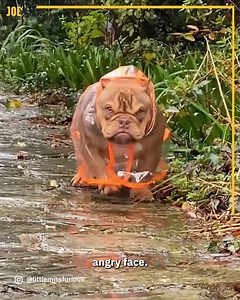 This dog looks so angry 😂 | Comedy JOE